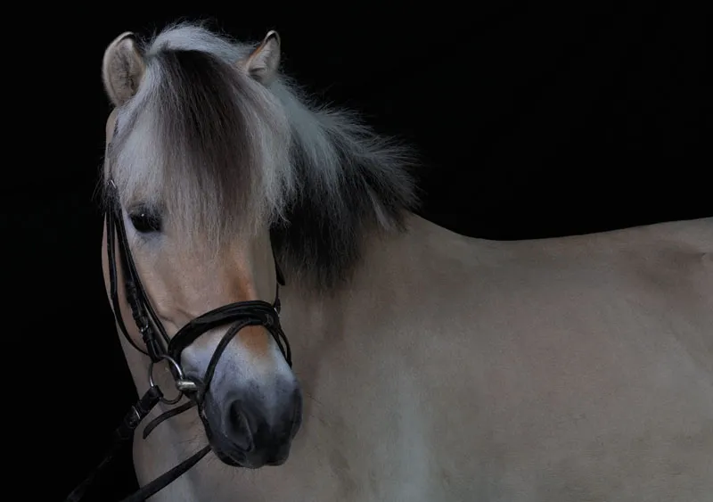 Fotografia de animais parte 08: Fotografia de cavalos.