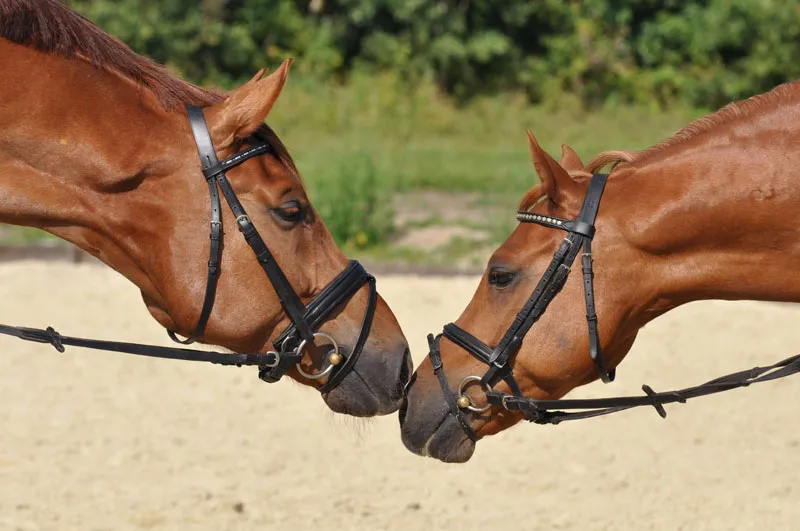 Fotografia de animais parte 08: Fotografia de cavalos.