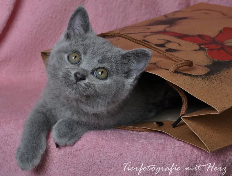 Fotografia degli animali parte 10: Scatti in interni - la fotografia in studio.