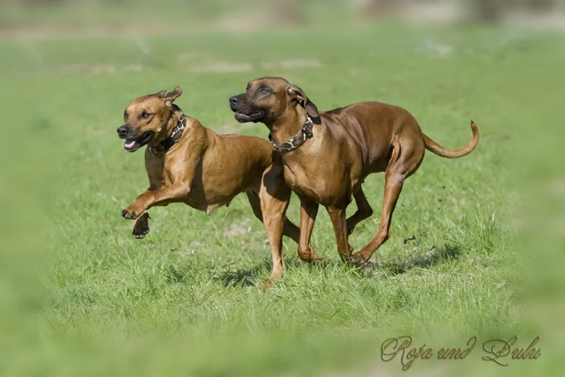 Fotografía de animales parte 12: Tratamiento de imágenes