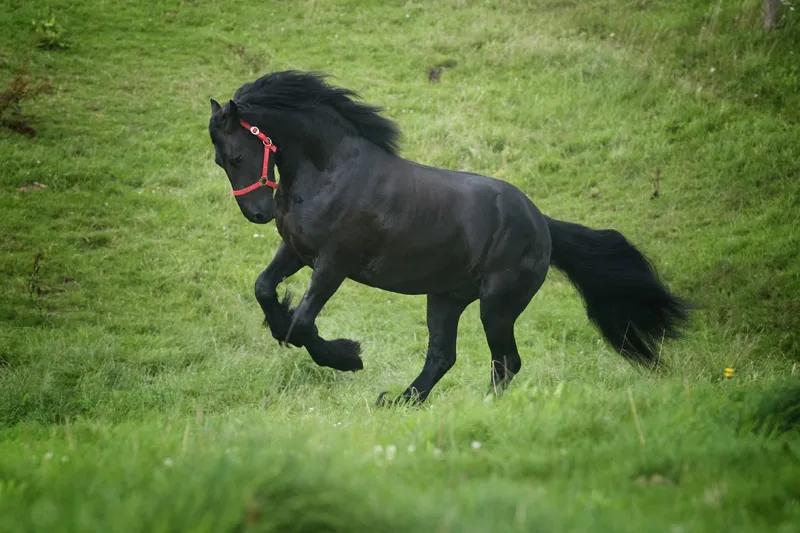 Fotografía de animales parte 12: Tratamiento de imágenes