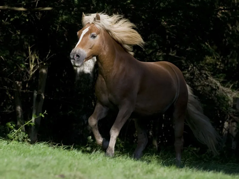 Fotografía de animales parte 12: Tratamiento de imágenes