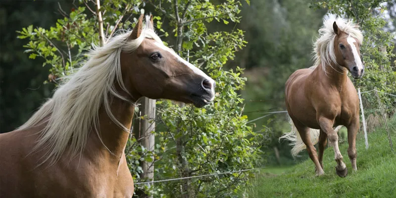 Fotografía de animales parte 12: Tratamiento de imágenes