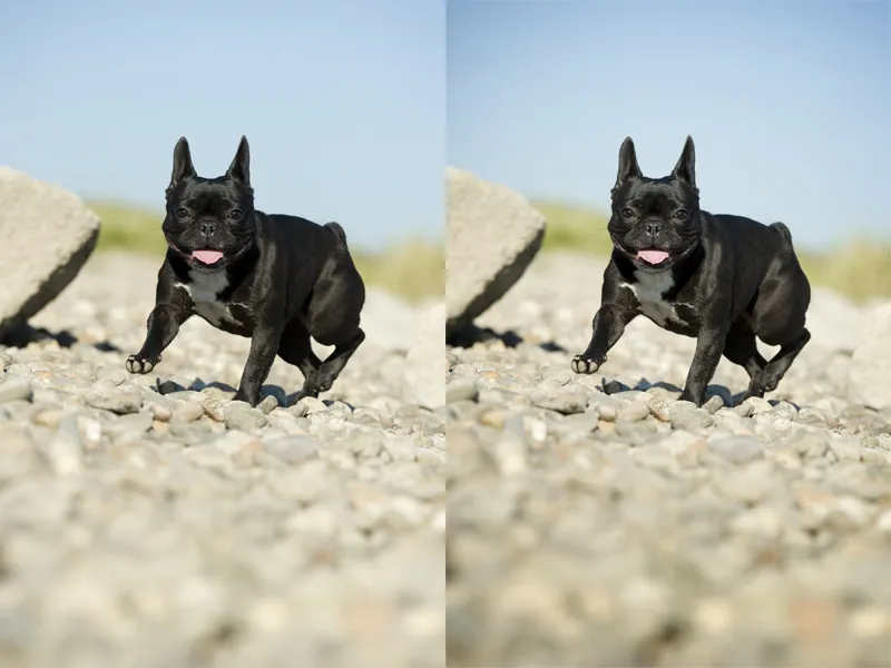 Fotografía de animales parte 12: Tratamiento de imágenes