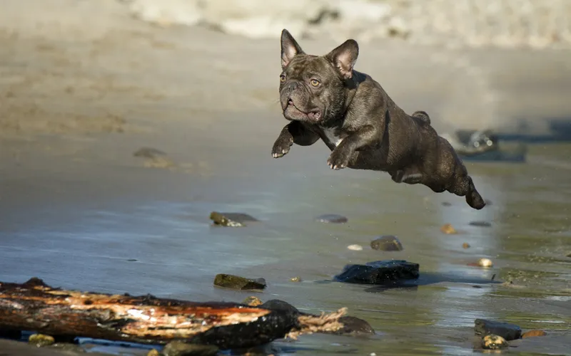 Fotografía de animales parte 13: Varios consejos generales