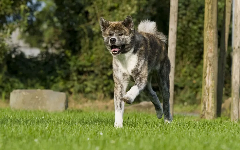 Fotografía de animales parte 13: Varios consejos generales