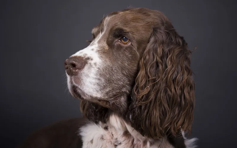 Fotografía de animales parte 13: Varios consejos generales