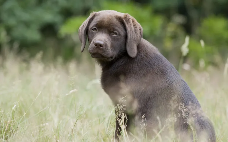 Fotografía de animales parte 13: Varios consejos generales