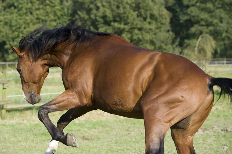 Fotografía de animales parte 13: Varios consejos generales