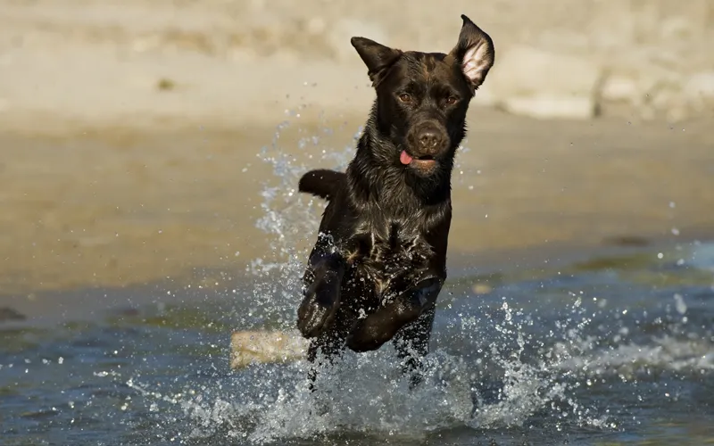 Fotografía de animales parte 13: Varios consejos generales