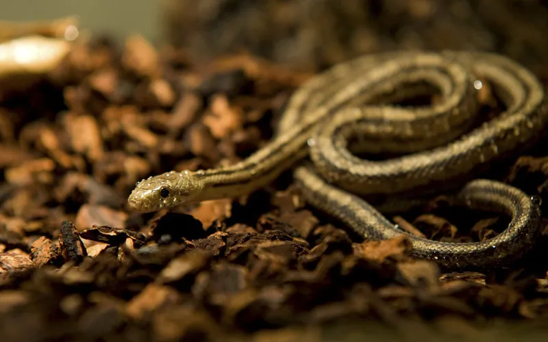 Photographie animalière partie 14 : Photographie des reptiles