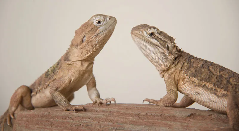 Fotografía de animales parte 14: Fotografía de reptiles