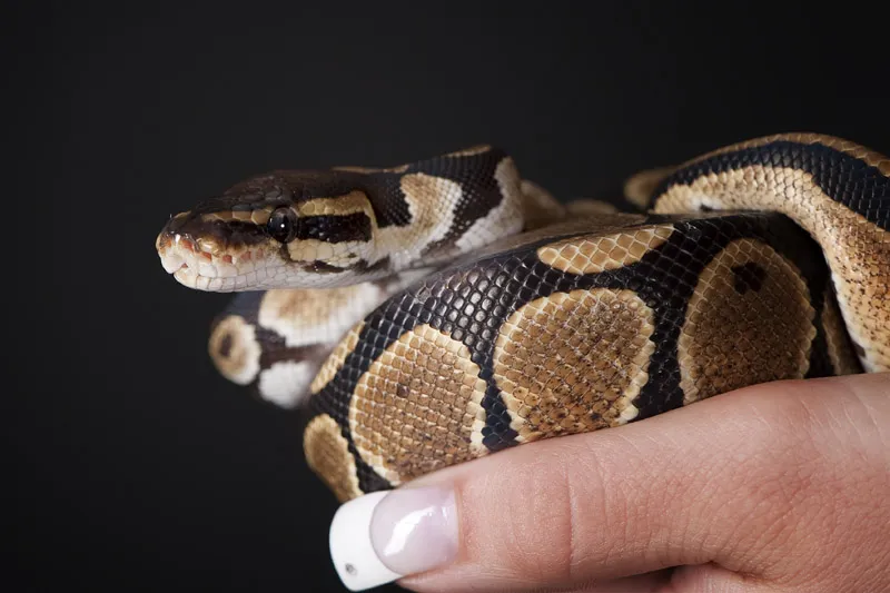 Photographie animalière partie 14 : Photographie de reptiles