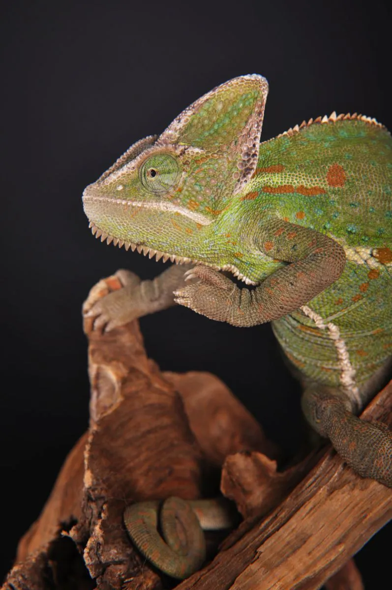 Tierfotografie Teil 14: Reptilienfotografie