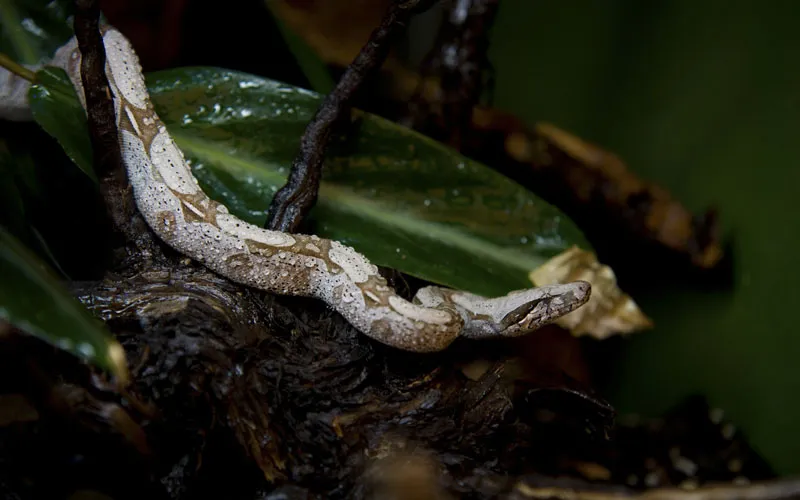 Fotografía de animales parte 14: Fotografía de reptiles