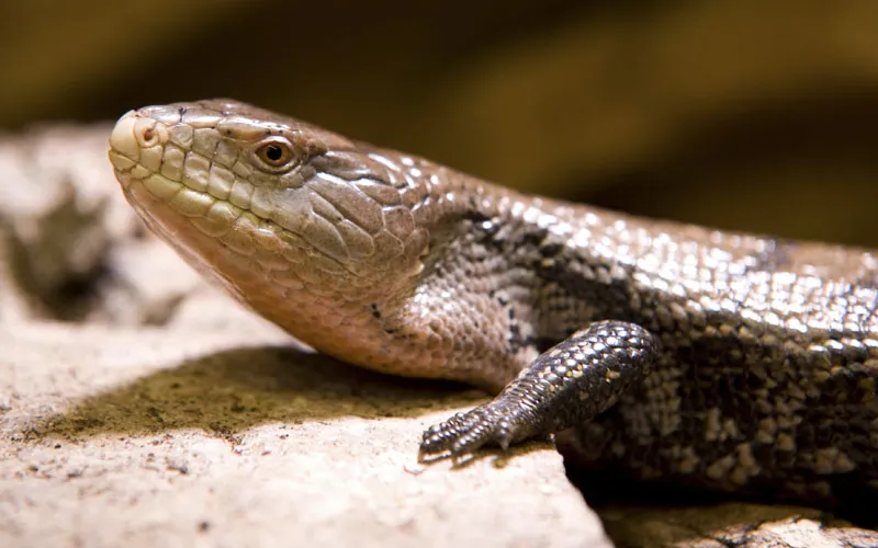 Fotografía de animales parte 14: Fotografía de reptiles