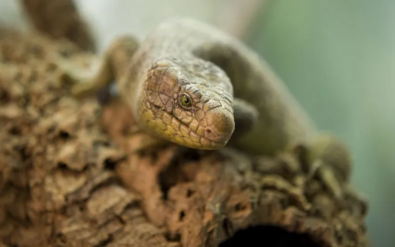 Fotografía de animales parte 14: Fotografía de reptiles