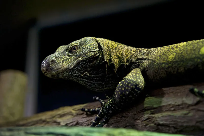 Tierfotografie Teil 14: Reptilienfotografie