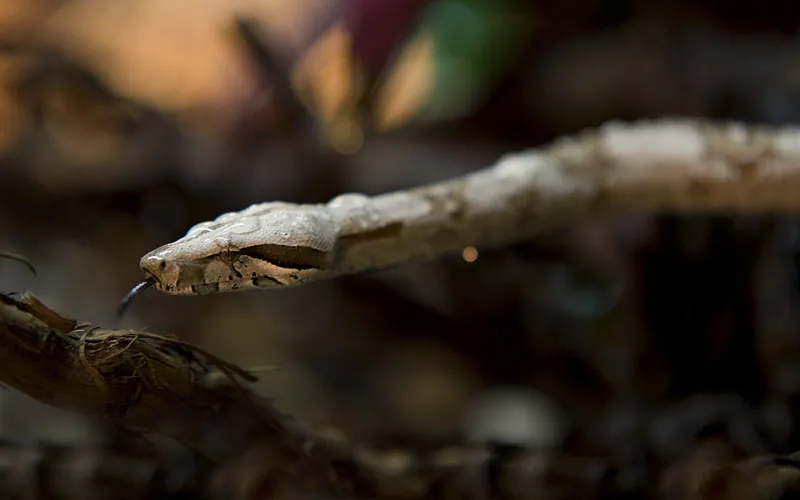 Tierfotografie Teil 14: Reptilienfotografie