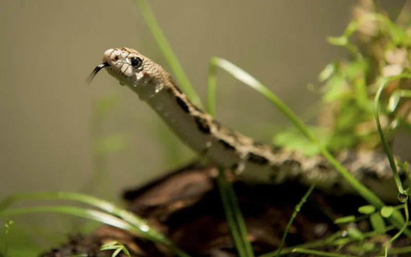 Fotografía de animales parte 14: Fotografía de reptiles