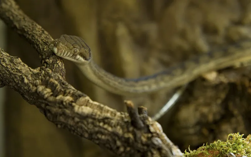 Photographie animalière partie 14 : Photographie des reptiles