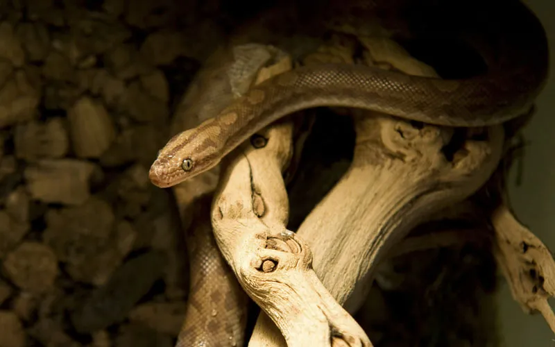 Photographie animalière partie 14 : Photographie des reptiles