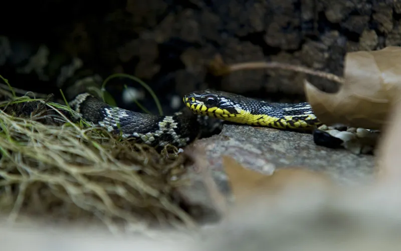 Fotografía de animales parte 14: Fotografía de reptiles