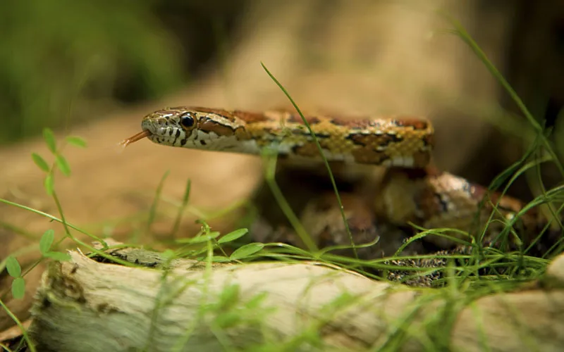 Djurfotografi del 14: Reptilfotografering