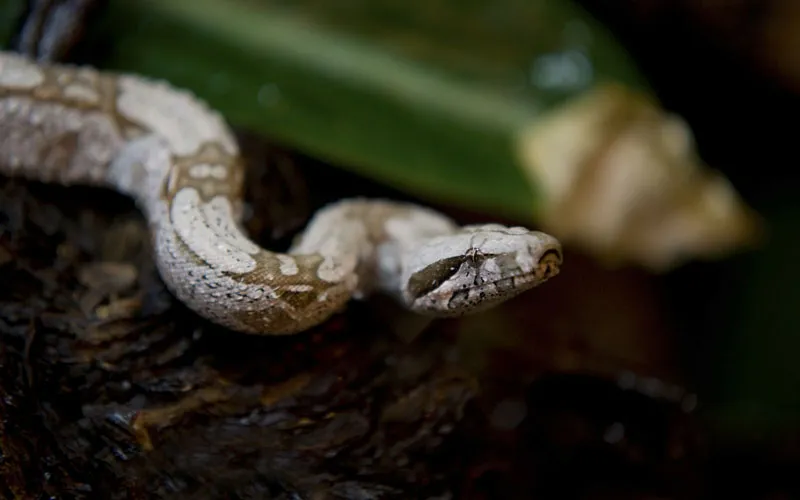 Tierfotografie Teil 14: Reptilienfotografie