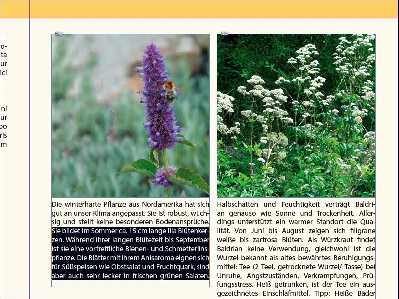 Bildunterschriften in InDesign